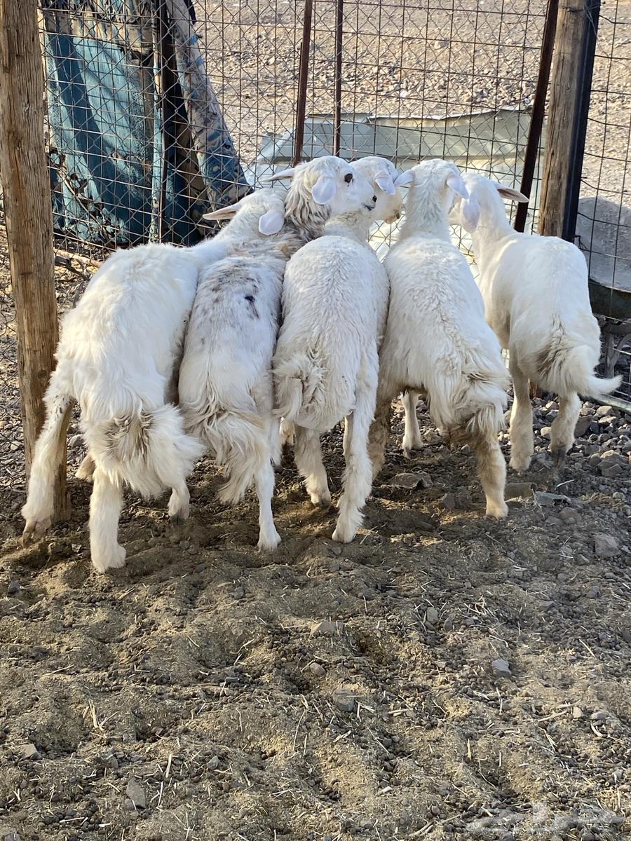 طليان حبص بريه ونظيفه على الشرط64432264589953110