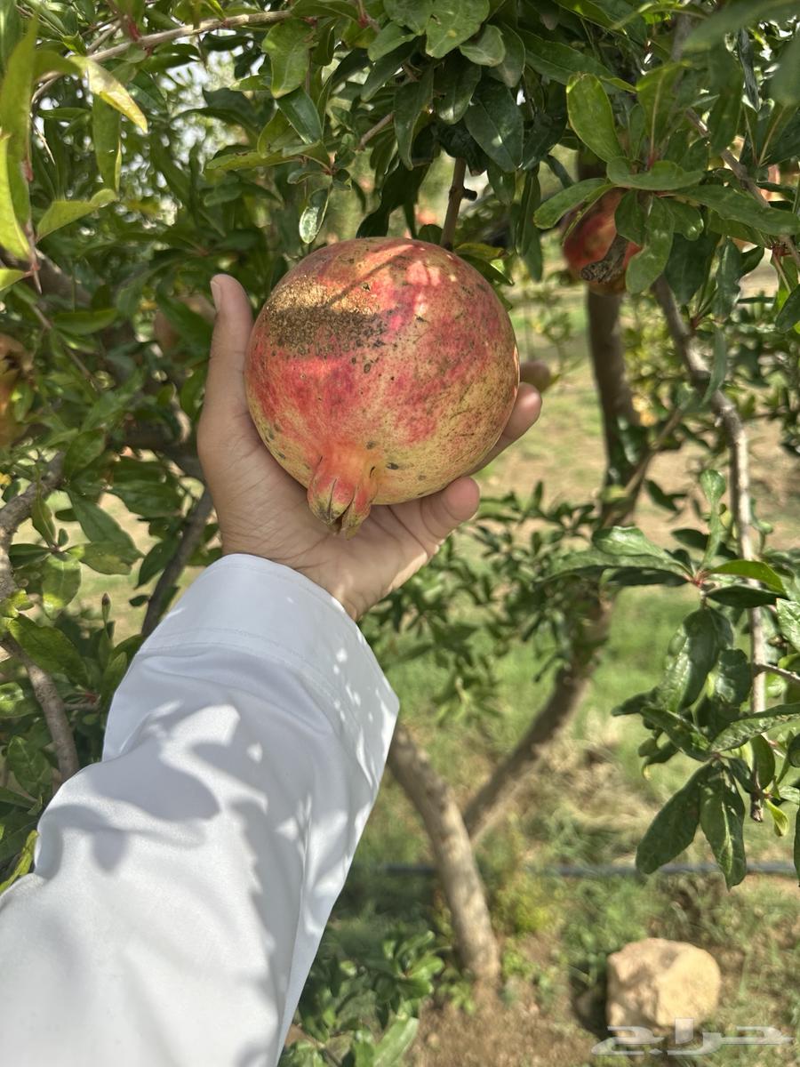 رمان طايفي64429802660354113