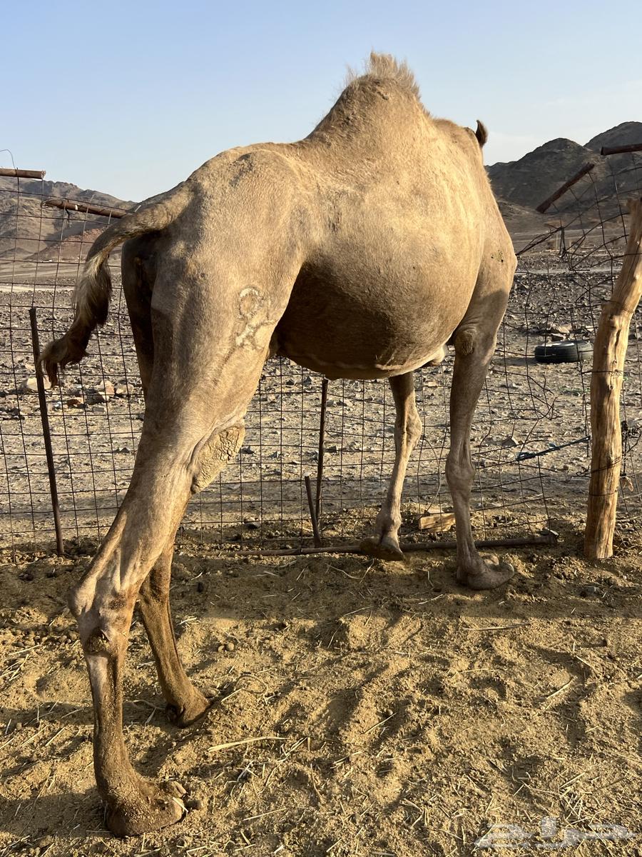 لقحه ملاقي ب 5500 تم البيع64427502779778114