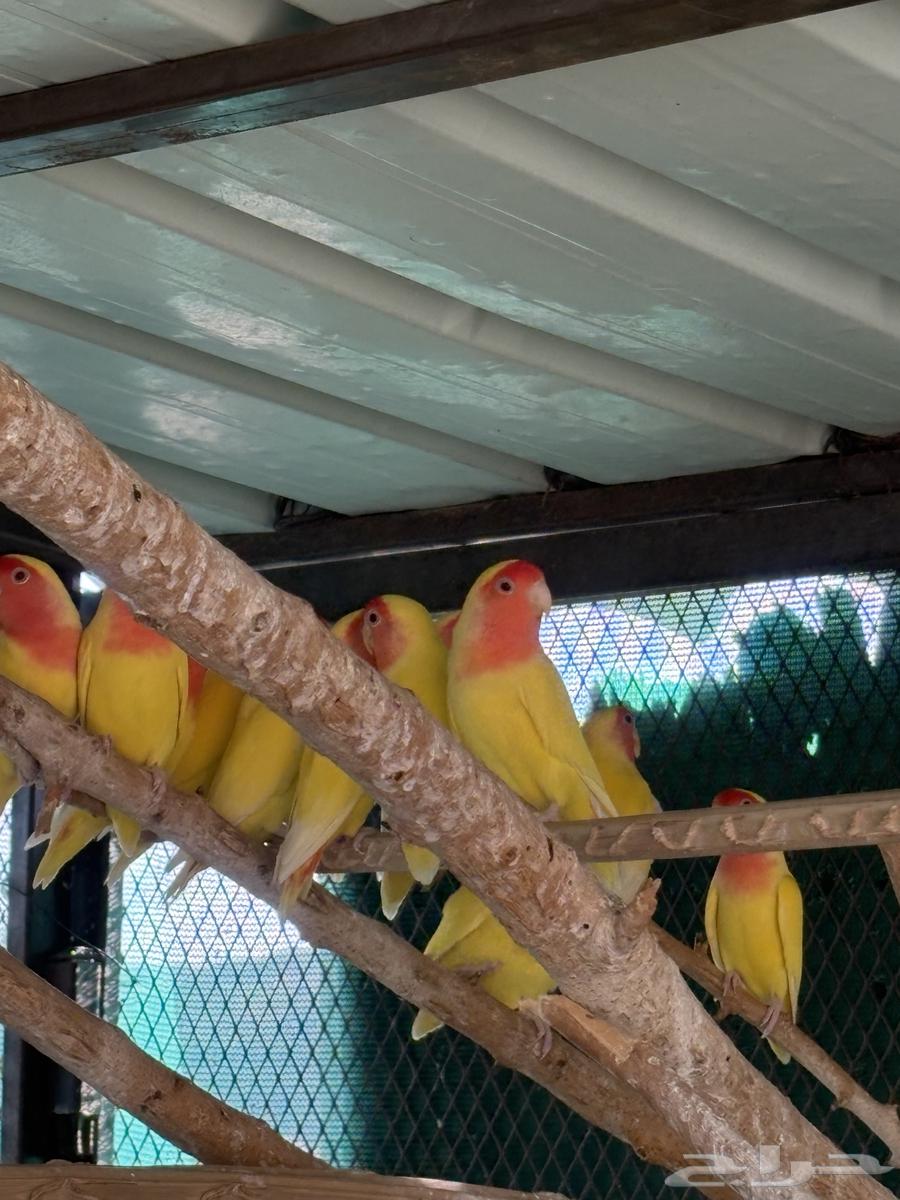 روزات للبيع64431978461827112