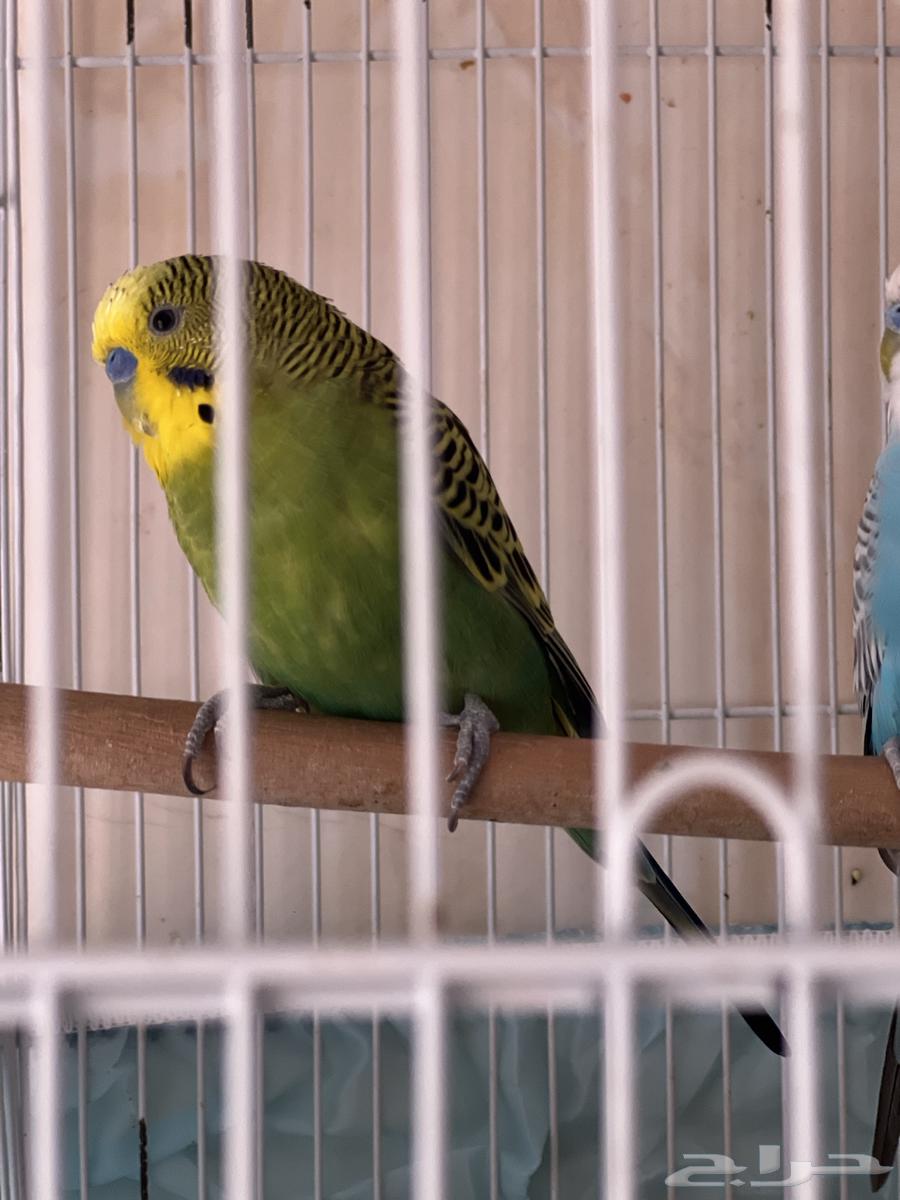 طيور بادجي64429681609603112