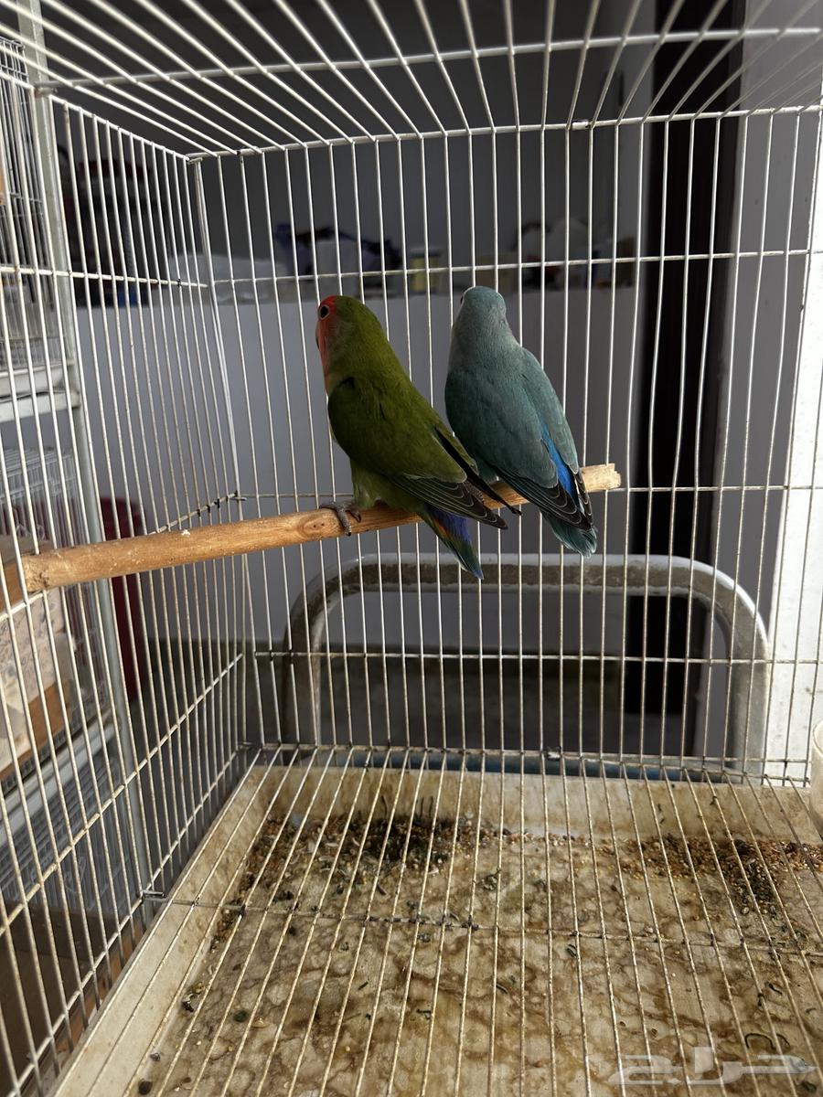 جوز روز لونق فذر الانثى قرين والذكر فايلت مع فرخين64428982420610112