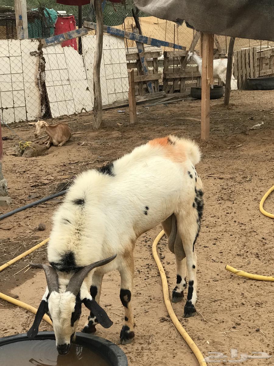 تيس فاخر للبيع  تم البيع64428053043074111