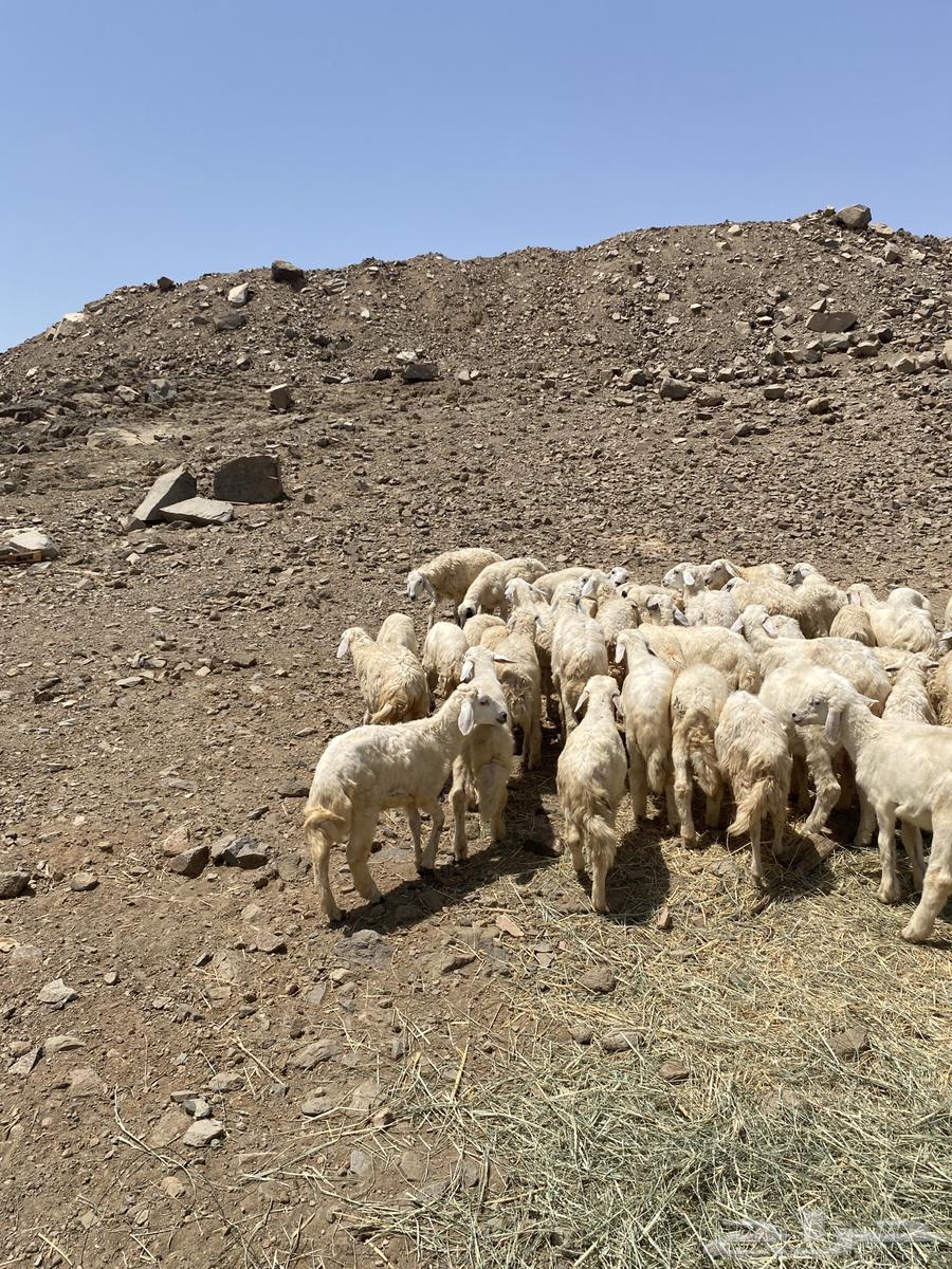 طليان حري 50 راس64428711758337114