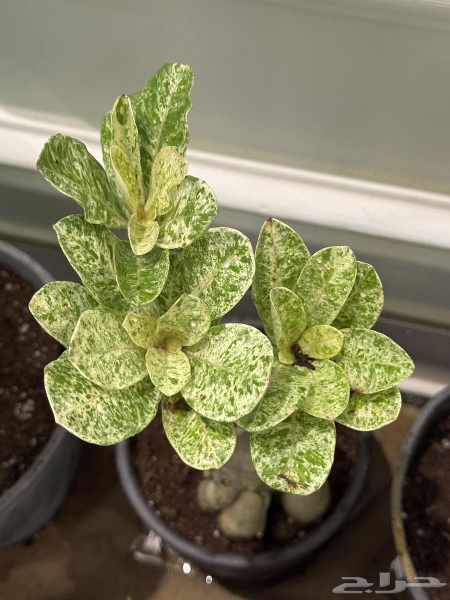 Aden tree variegated for sale to rare plant enthusiasts, quantity sold out.64433256518530114