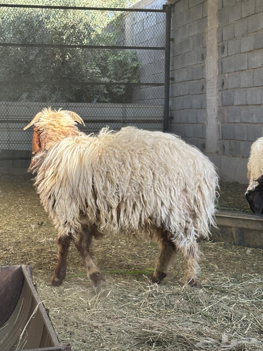 خرفان نعيمي اقساط64431021563139112