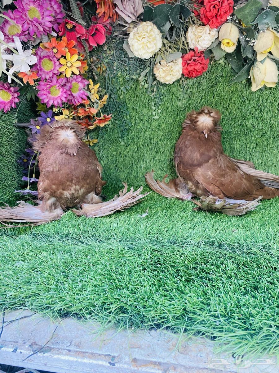 للبيع طبه بخاره احمر64428053017219113