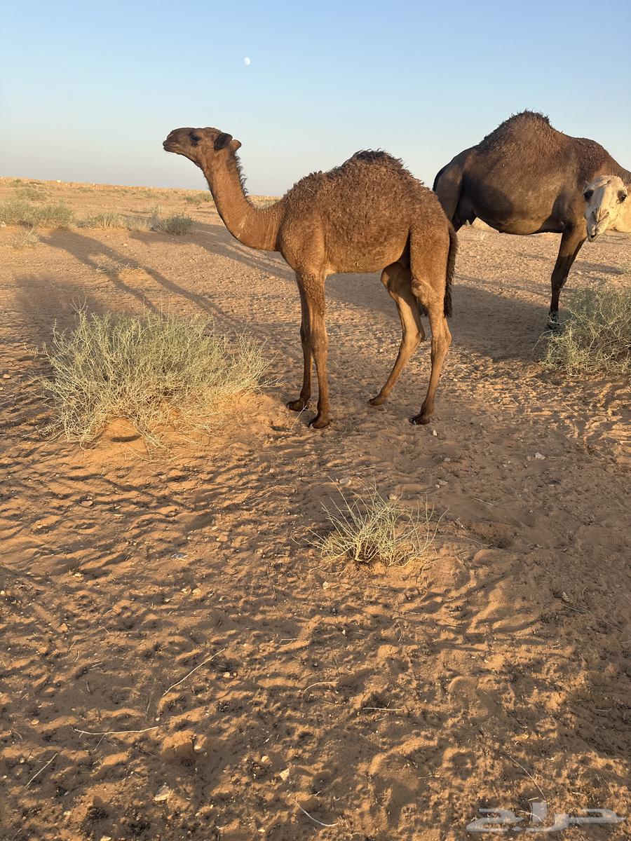 بيع خلفه64431021513218110