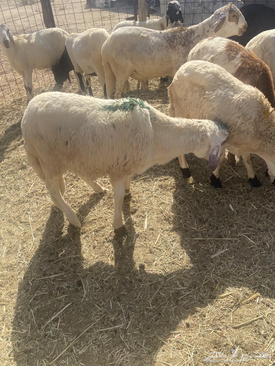 سواكن تربيه.تم البيع64430286161665114