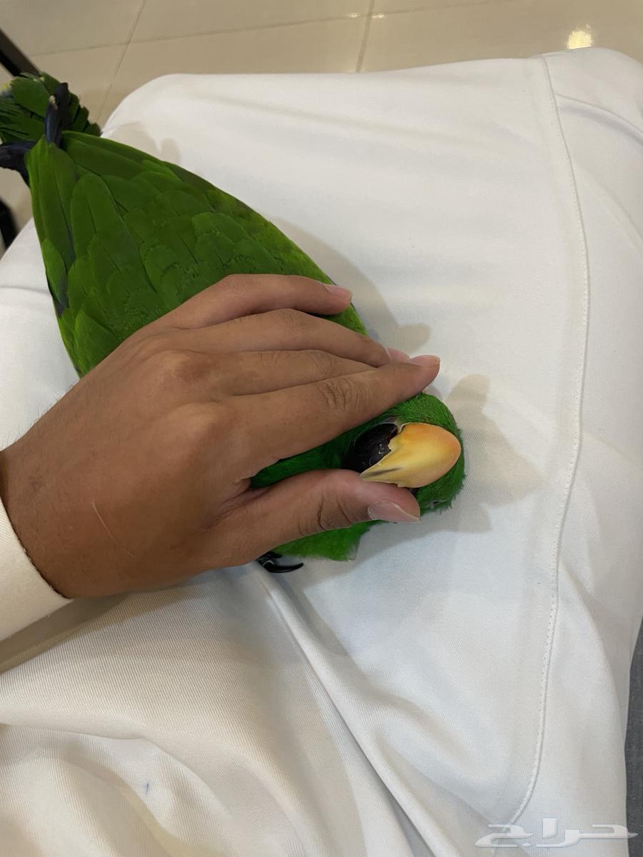 اكليكتوس تم البيع64428779493506113