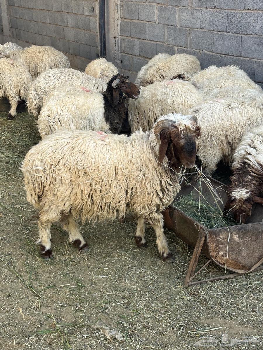 خرفان نعيمي اقساط64431021563139114