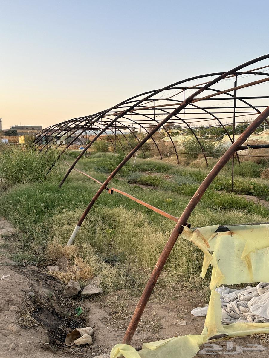 بيوت محميه زراعيه64431062026754113