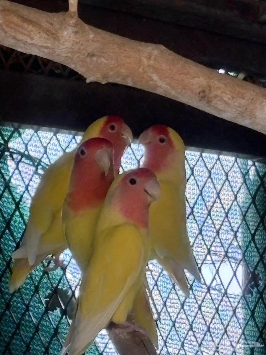 روزات للبيع64431978461827111