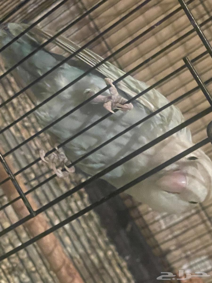 جوز روز منتج ذكر - أنثى64431978358018111