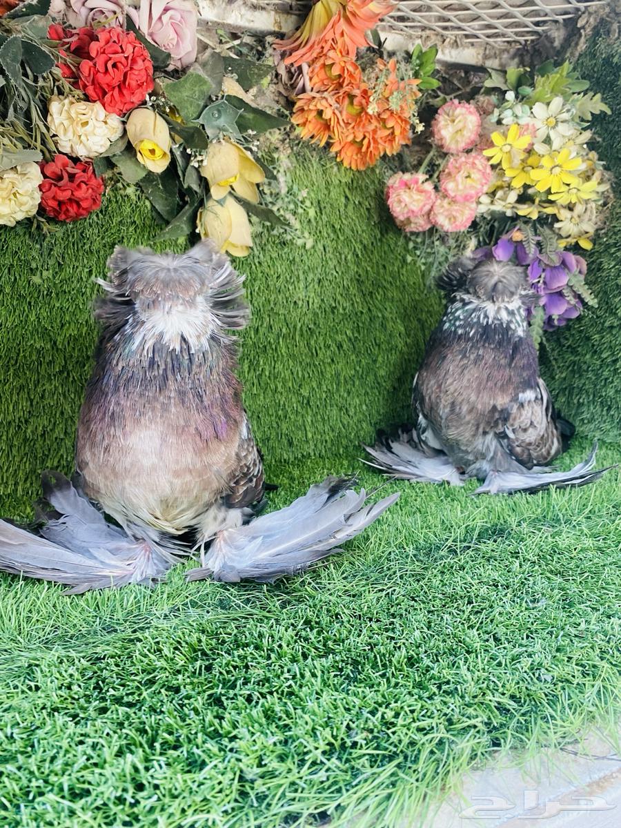 للبيع طبه بخاره قريزل64430164560129112