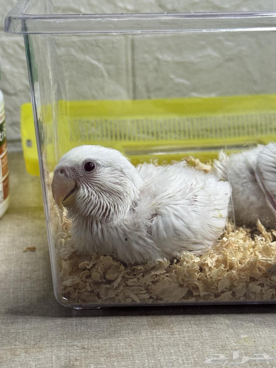 تم البيع64431896474242111