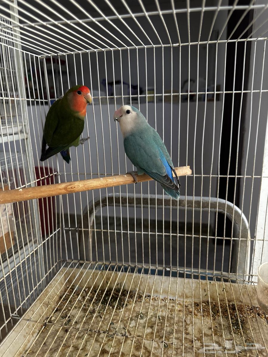 جوز روز لونق فذر الانثى قرين والذكر فايلت مع فرخين64428982420610110