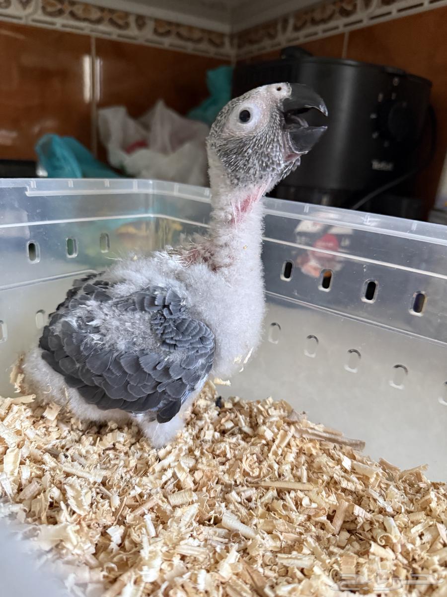 Farkh Kasko local production64430299805825114