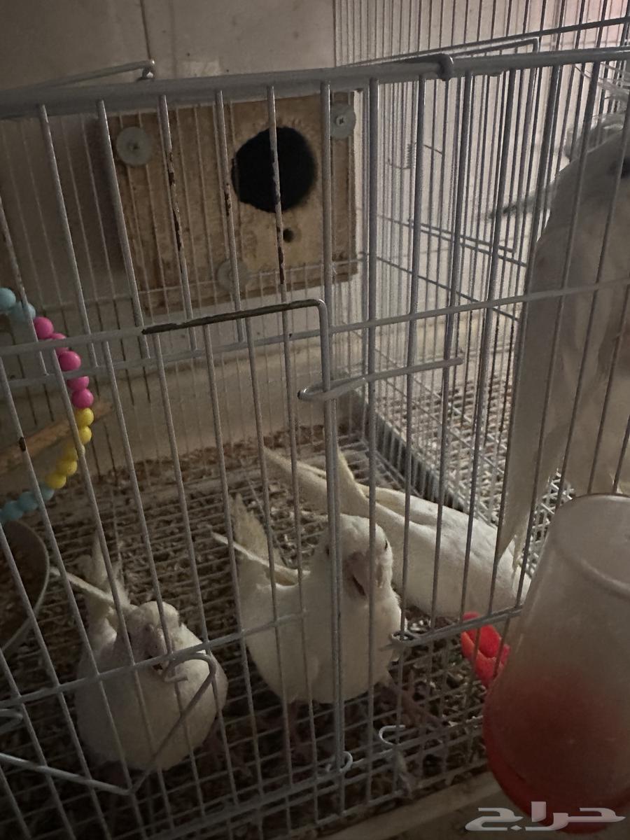 كروان البينو اليف نص ولافة عيون حمر64426456741378111