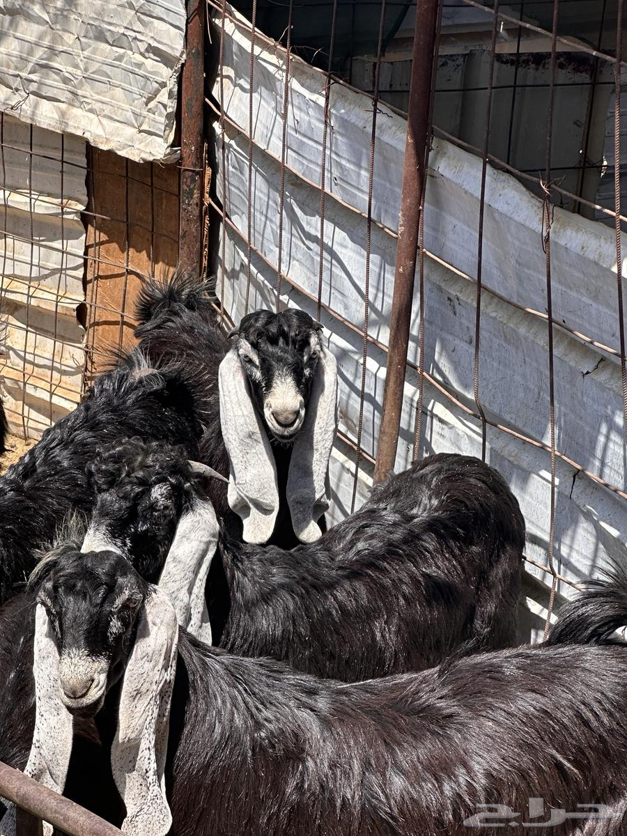 تيوس مندي عوارض (تم البيع)64428738812417113