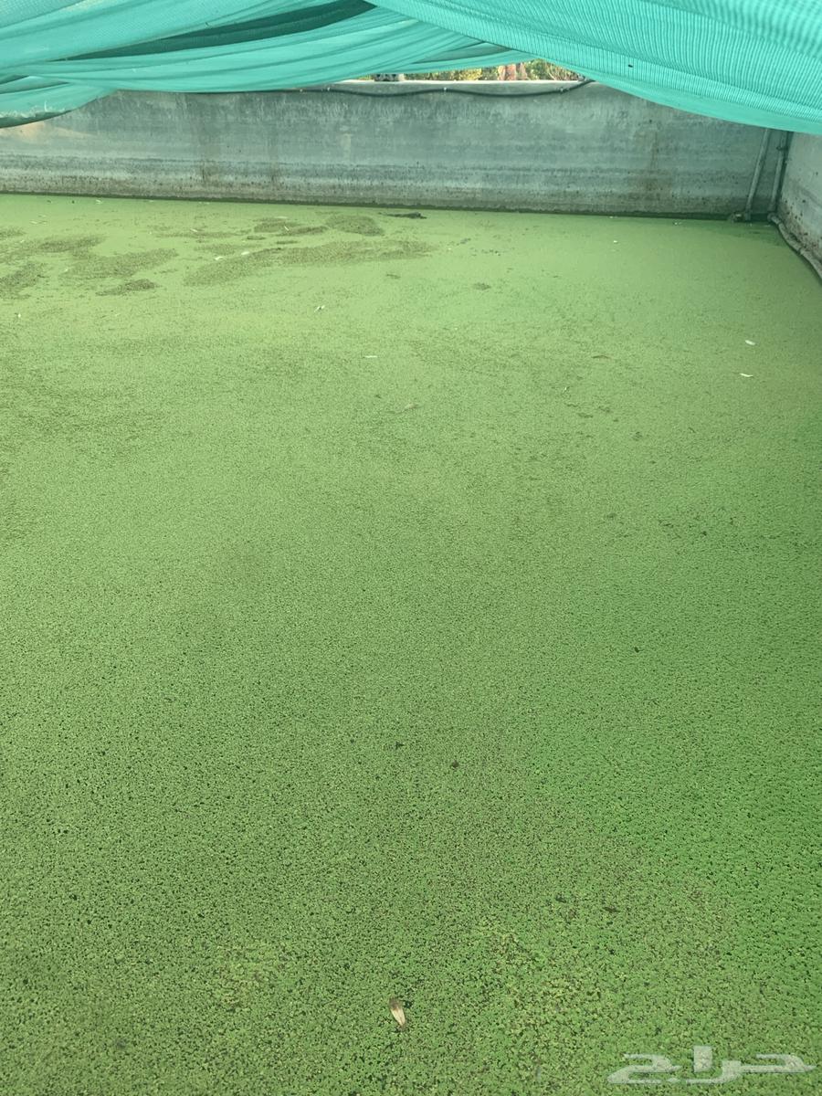 ازولا. حائل. حقروصين64429397713666113