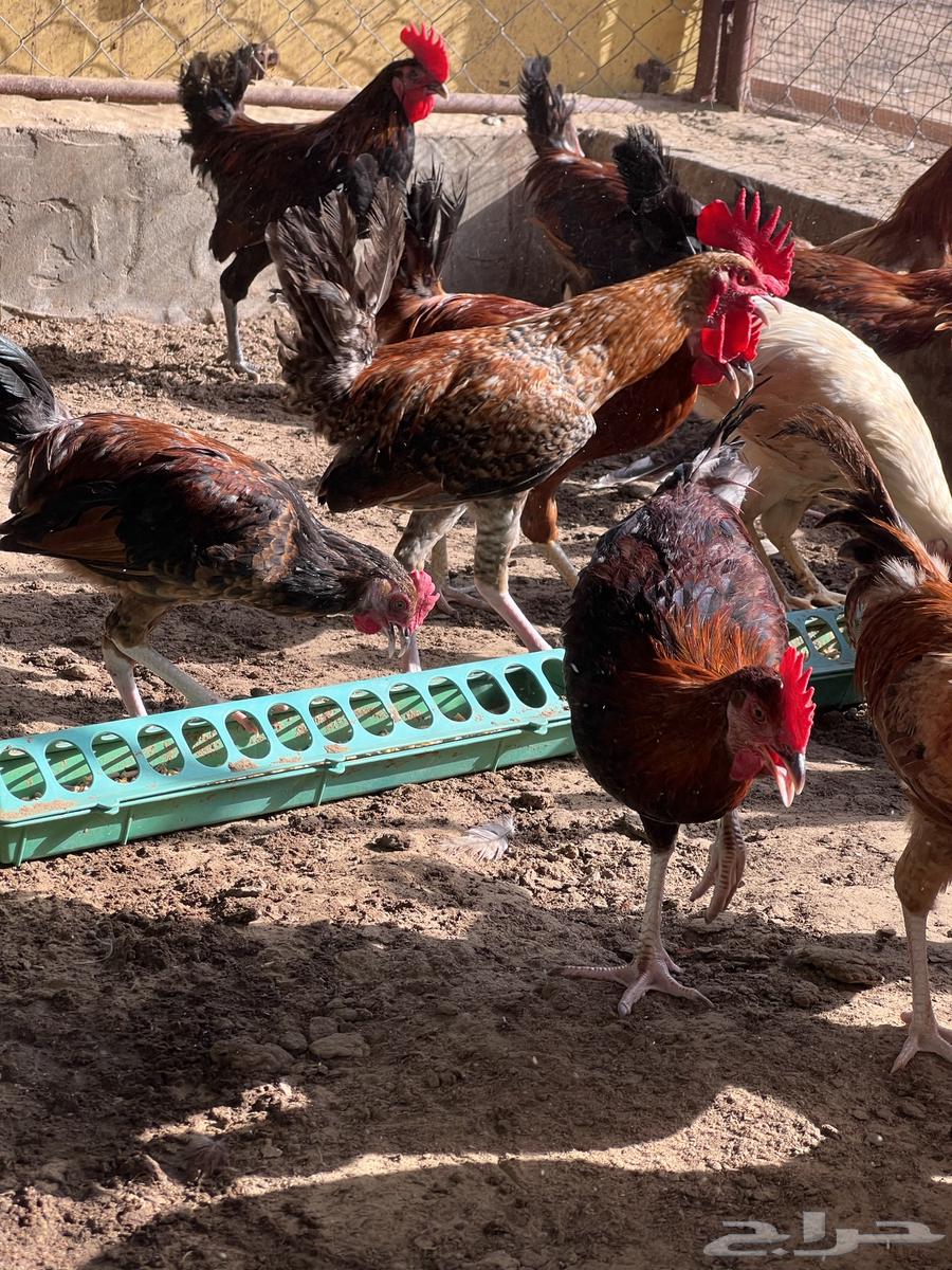 ديك بلدي العدد 40 ديك تم البيع64429869795585113