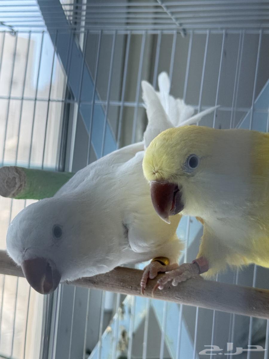 تم البيع64429103102338111