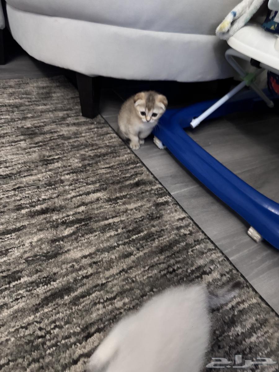 للبيع64426928643842112