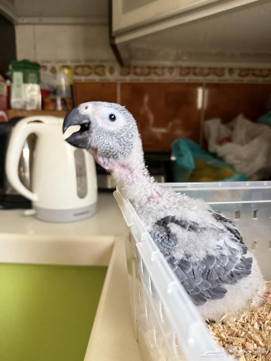 Farkh Kasko local production64430299805825111