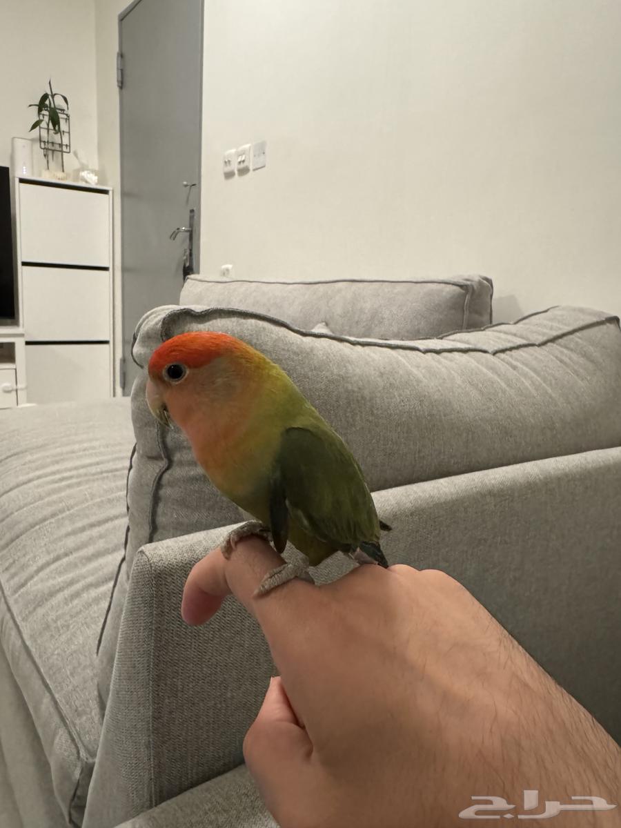 طير روز للبيع اليف64431937776259110