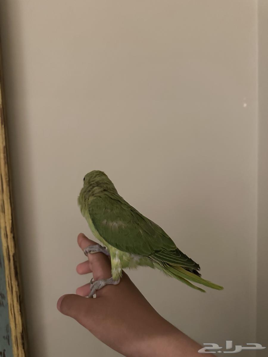 طير دره هندي اليف64430941007873113