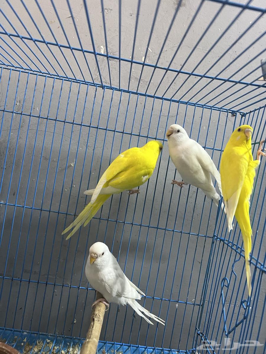 طيور بادجي للبيع64426402677890111