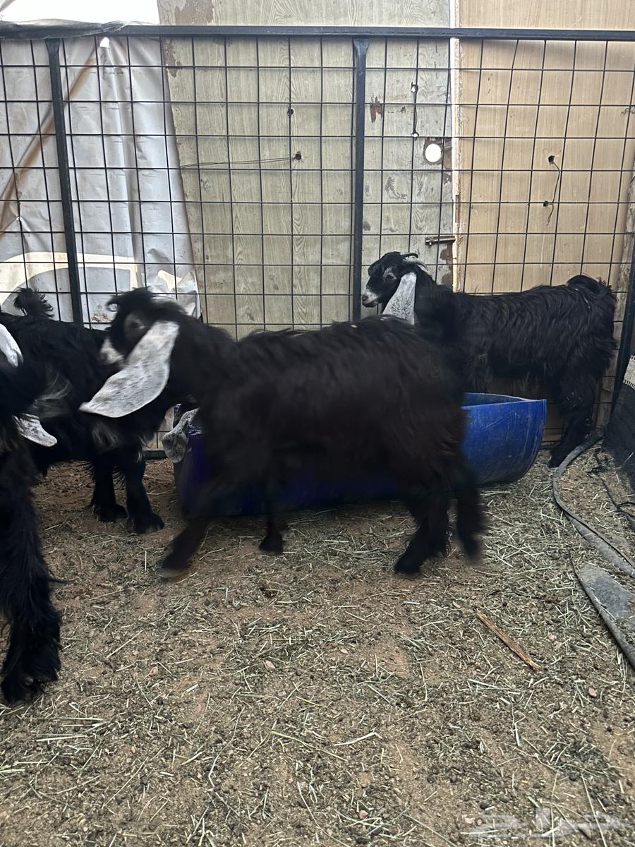 Freshly Slaughtered Lambs and Goats64431008104578114