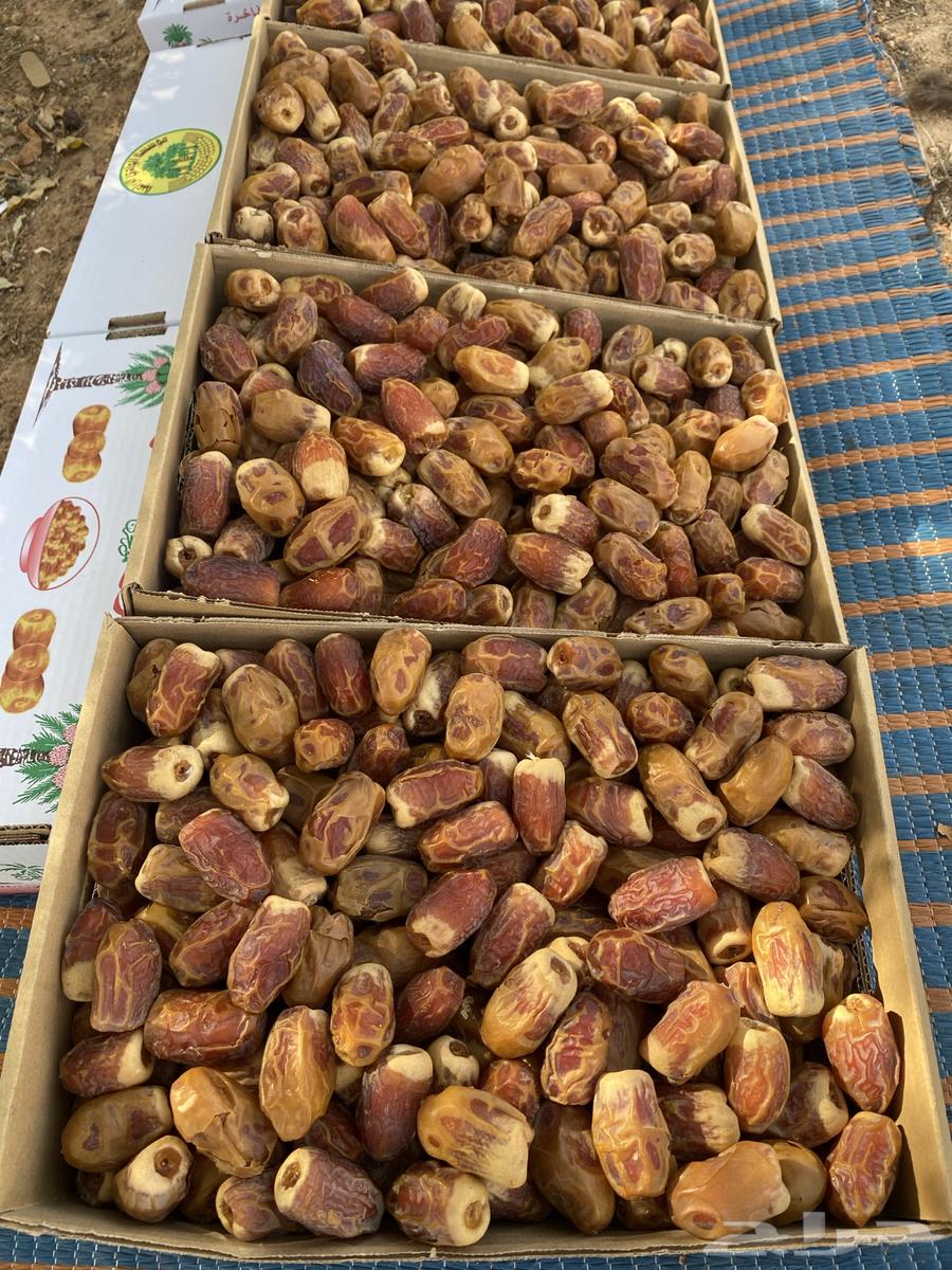 Tamr Saffi64427771063425111