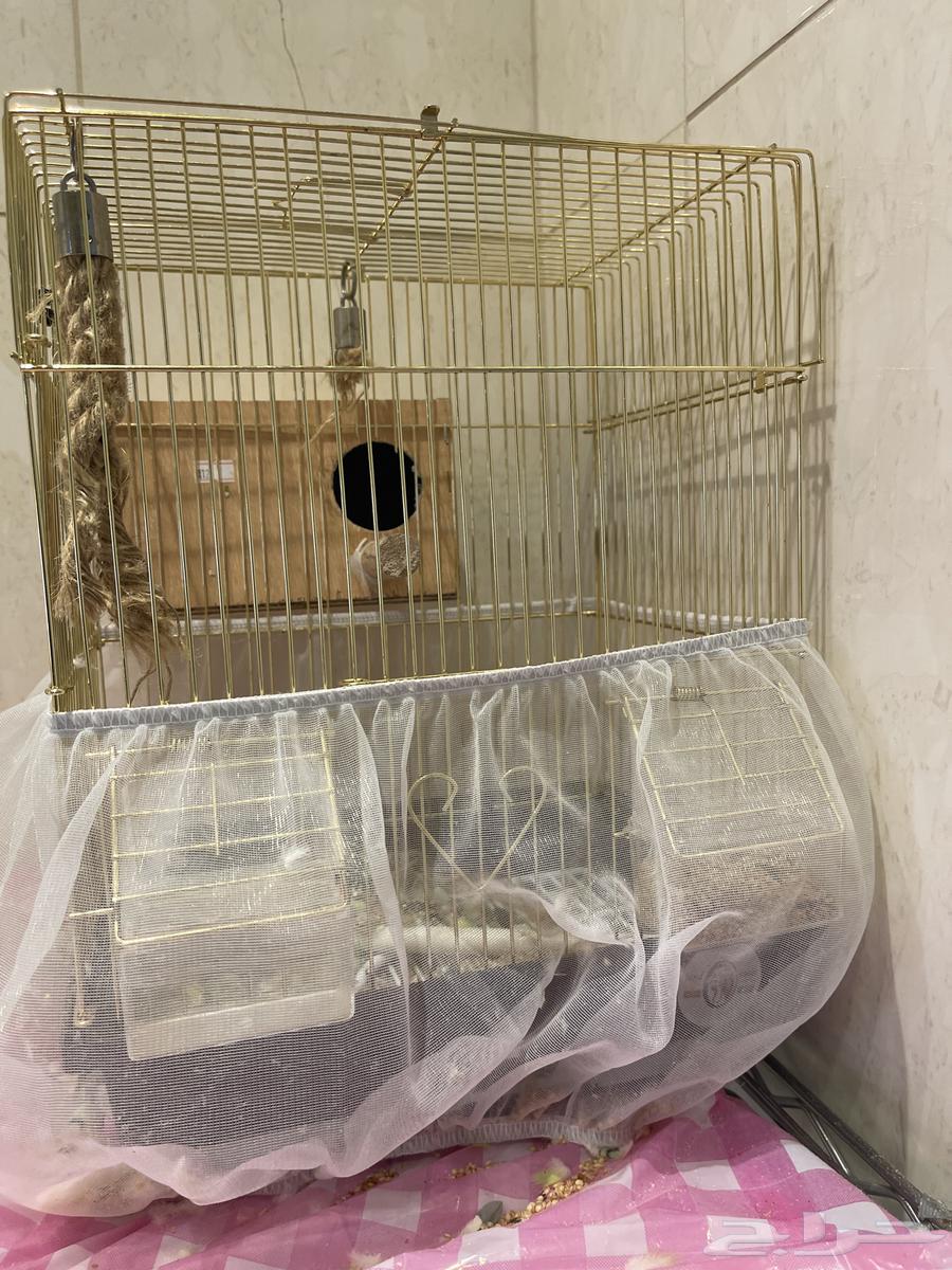 قفص مع طائر البابجي64428671037314110