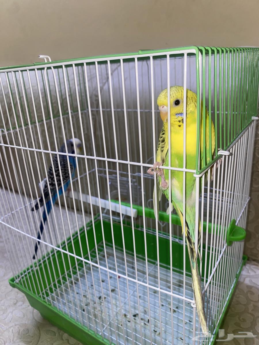 طيور للبيع عدد 2 معه قفص64428942470018111