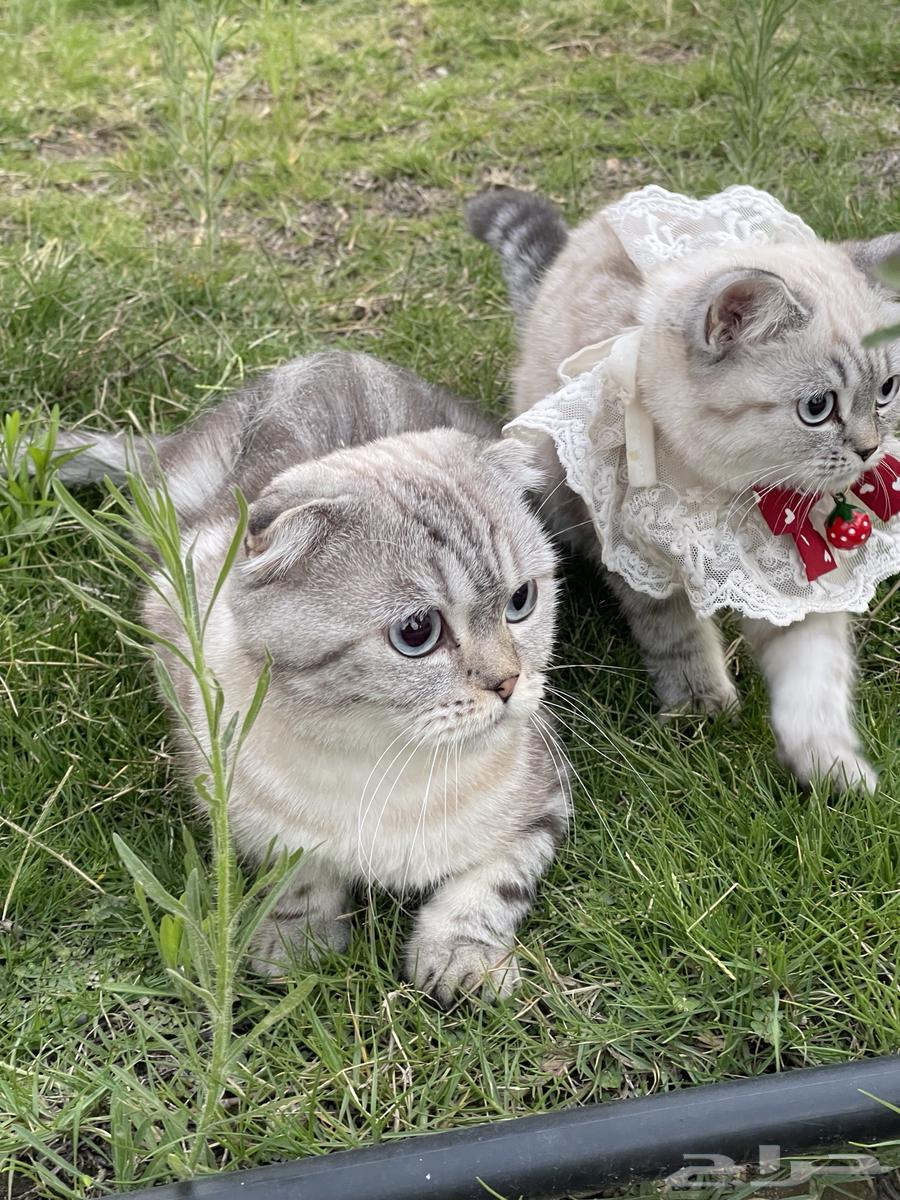 قطتين سكوتش فيلد للبيع مع اغراضها64431521387907111