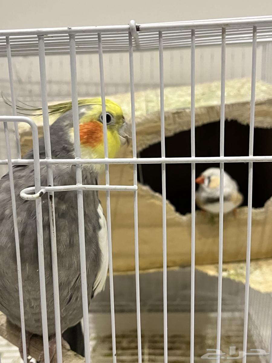 Crown64428617113089112