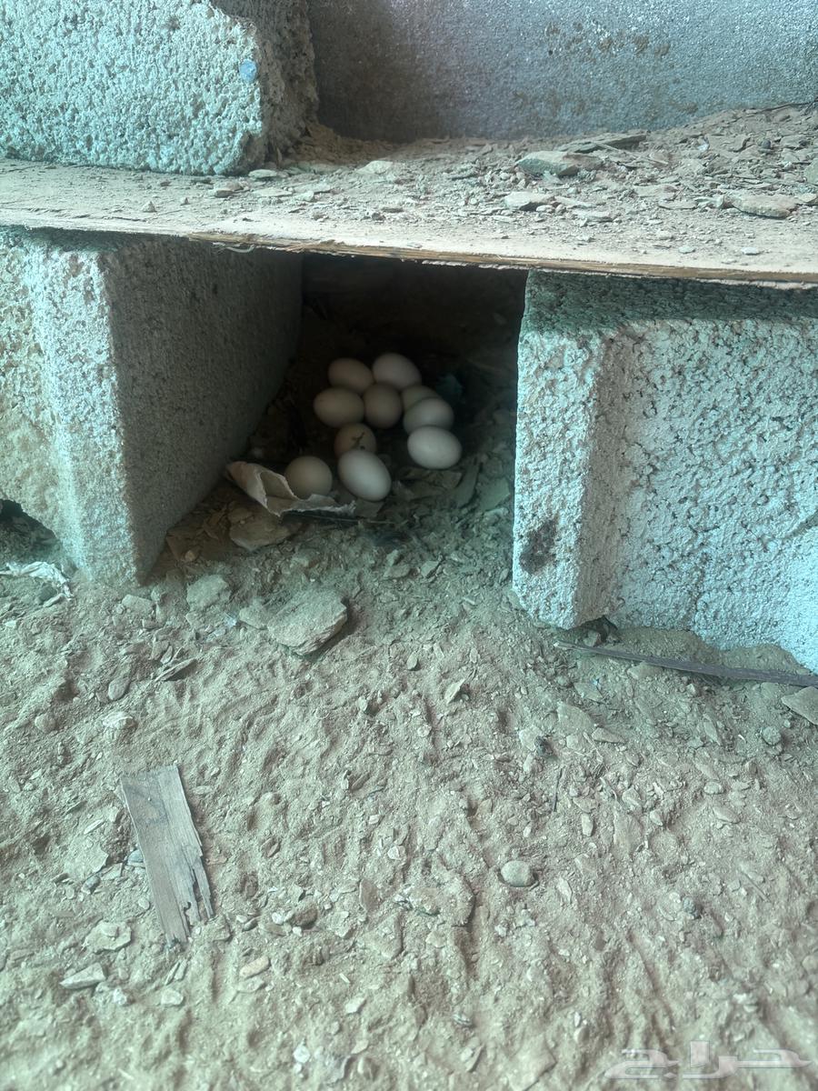 بيض للبيع64429263692545112