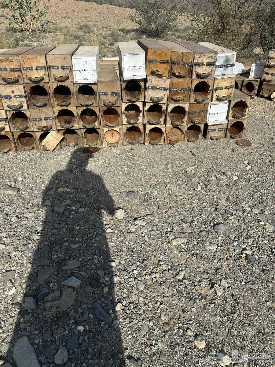 خلايا نحل64427489599490110