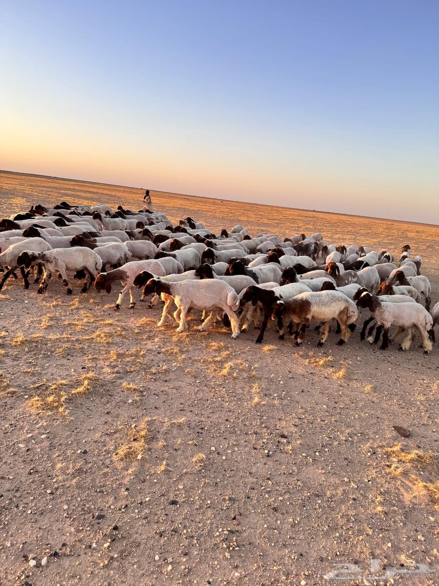 For sale camel calves64432917346434110