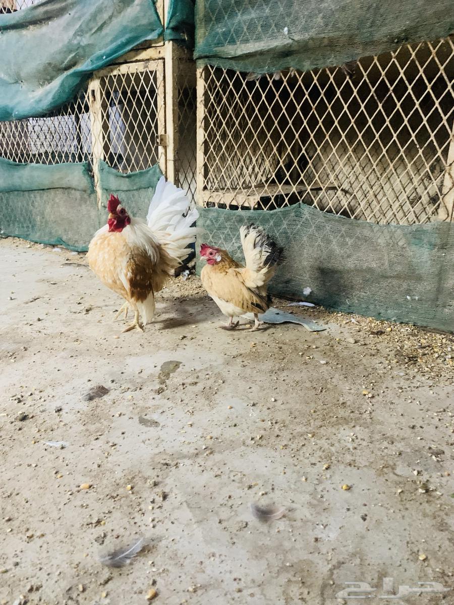 زوج سيراما مستوا طيب64431237907329112