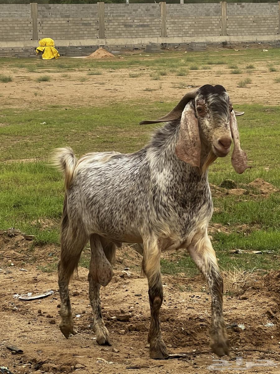 تيس فحل للبيع64427838604419111