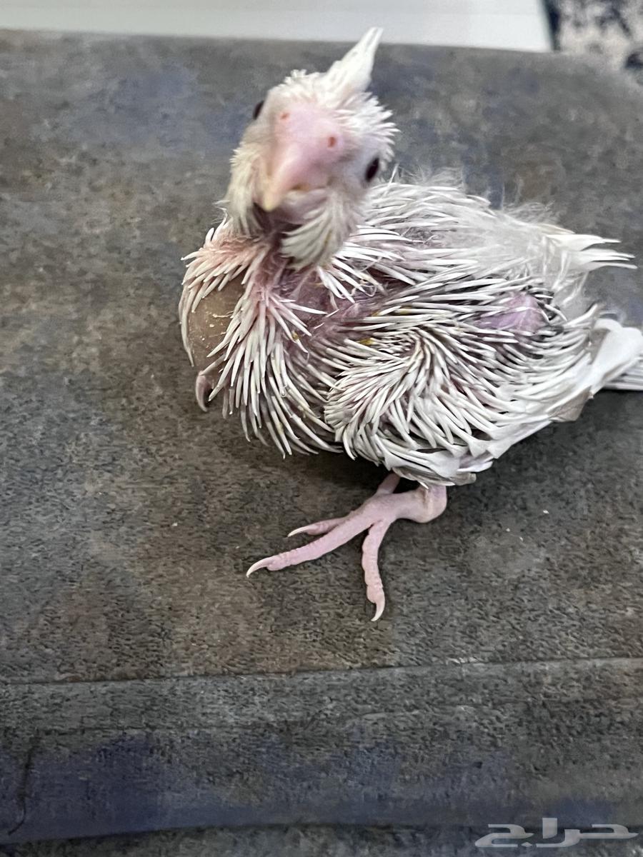 Farak Crowan64432251195139112