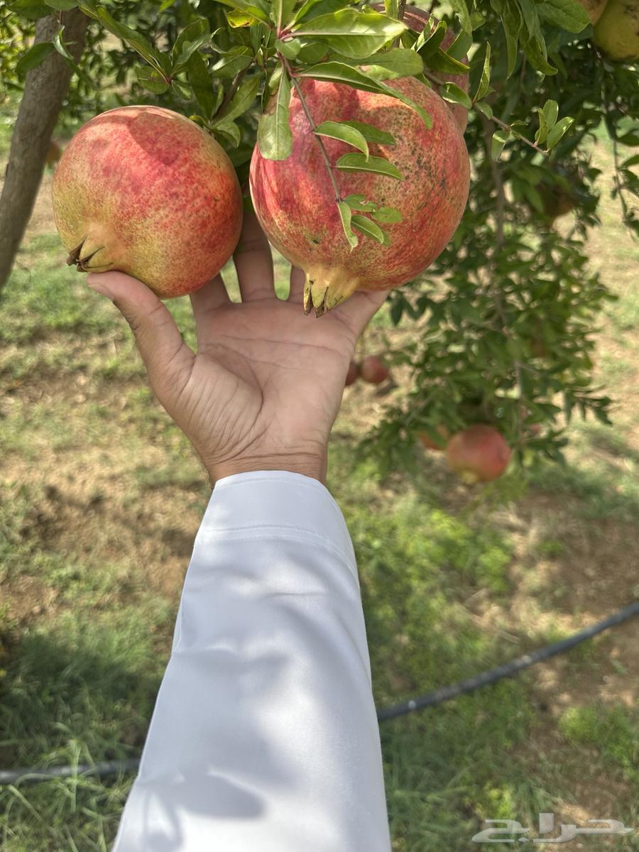 رمان طايفي64429802660354112