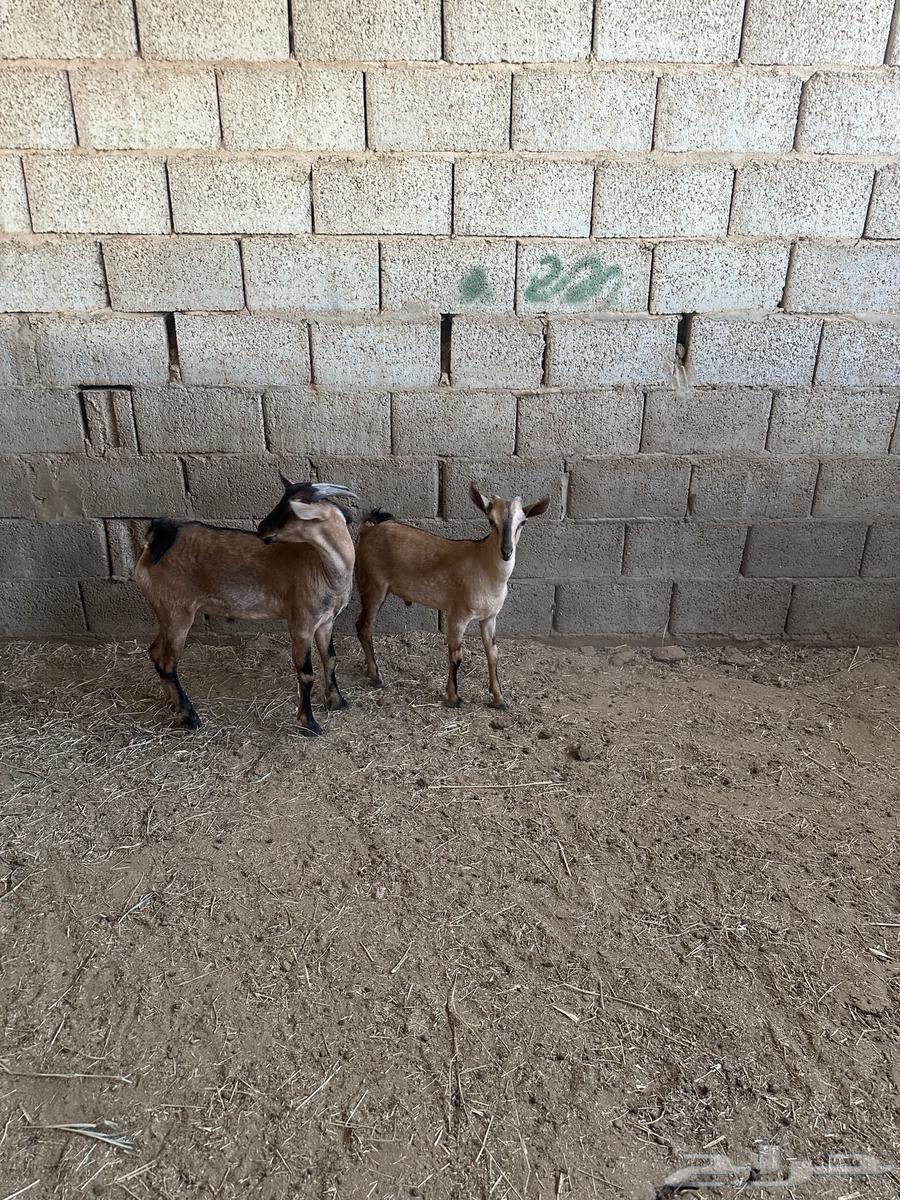 تيوس للبيع64429641095297111