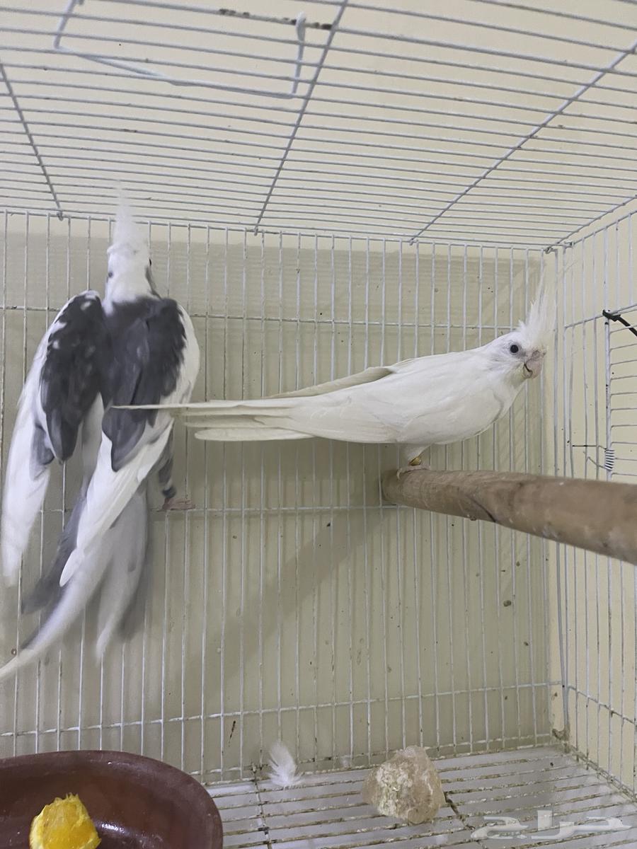 زوج منتج مشروط تم البيع64431923871105112