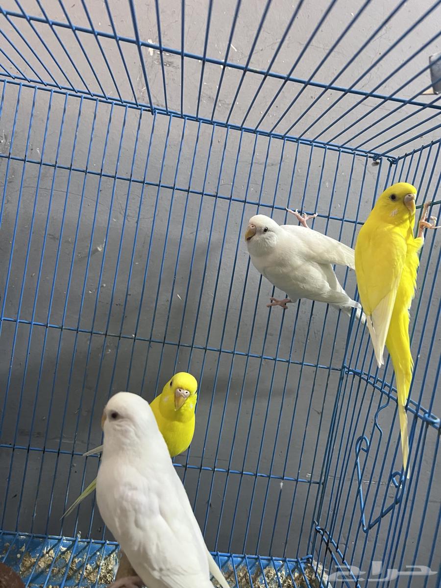 طيور بادجي للبيع64426402677890112