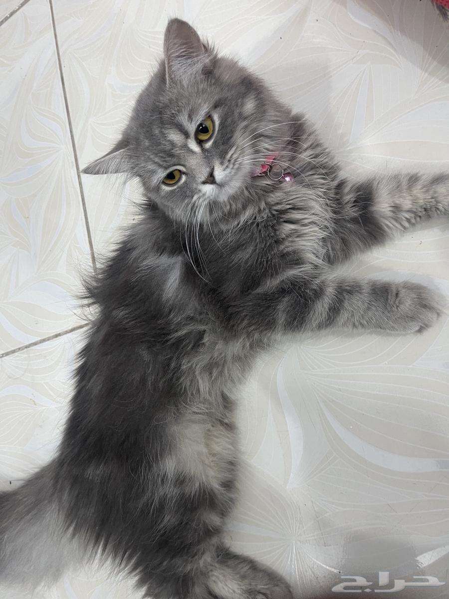 قطوه شيرازي64431951440129113