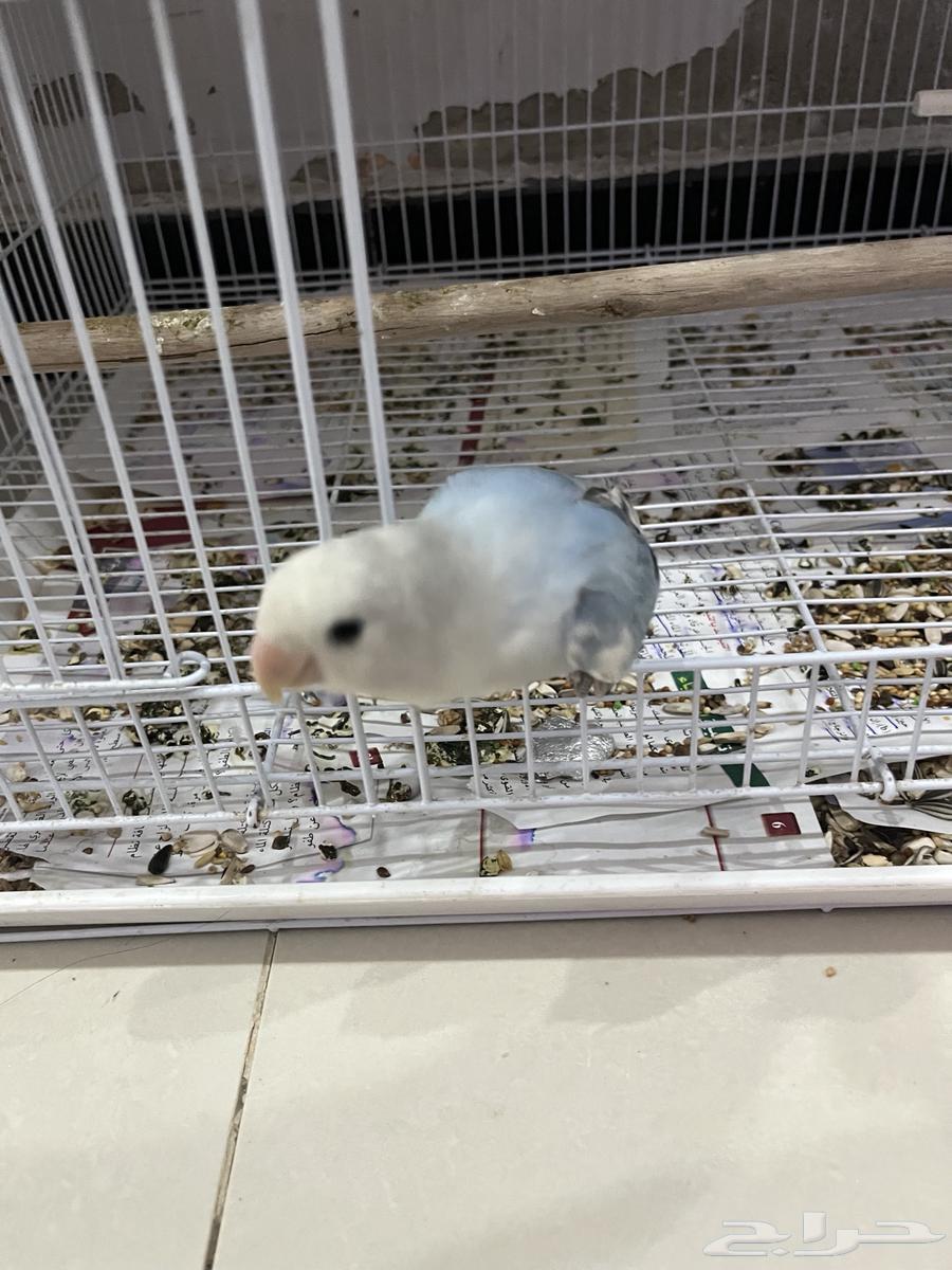 طير روز للبيع64432495973761112